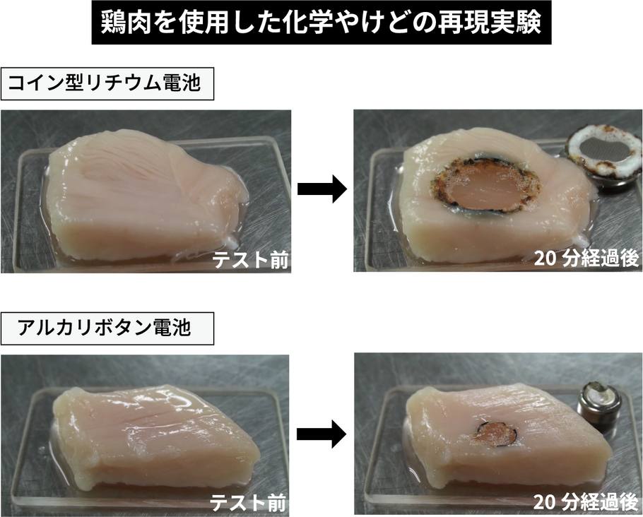 鶏肉を使用した化学やけどの再現実験の写真。コイン型リチウム電池を上に置いてから20分経過後の、焦げてくぼみができた鶏肉。アルカリボタン電池を上に置いてから20分経過後の、焦げてくぼみができた鶏肉。