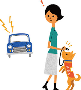 聴導犬と女性。背後から車が接近していることを聴導犬が知らせている。