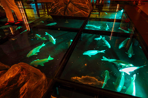 carp swimming under their feet through the glass floor