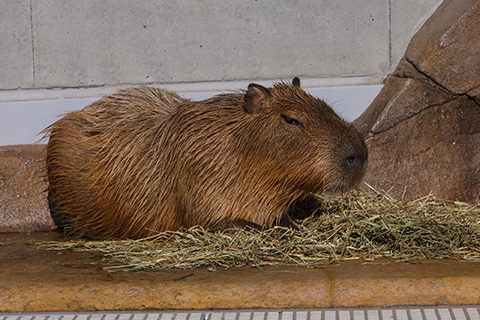 capybara