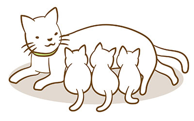 母猫のお乳を飲む3匹の子猫